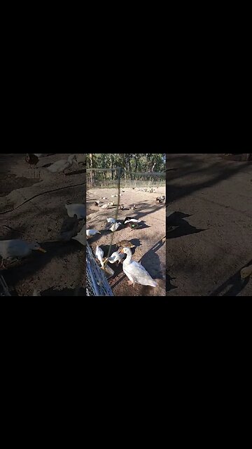 Green shining on the Drake in he sun #ducks