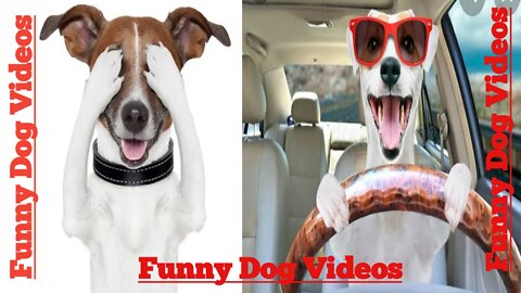 Funny dog video.Dog funny video.Funny and cute puppy video.Lovely and cute baby dog video.