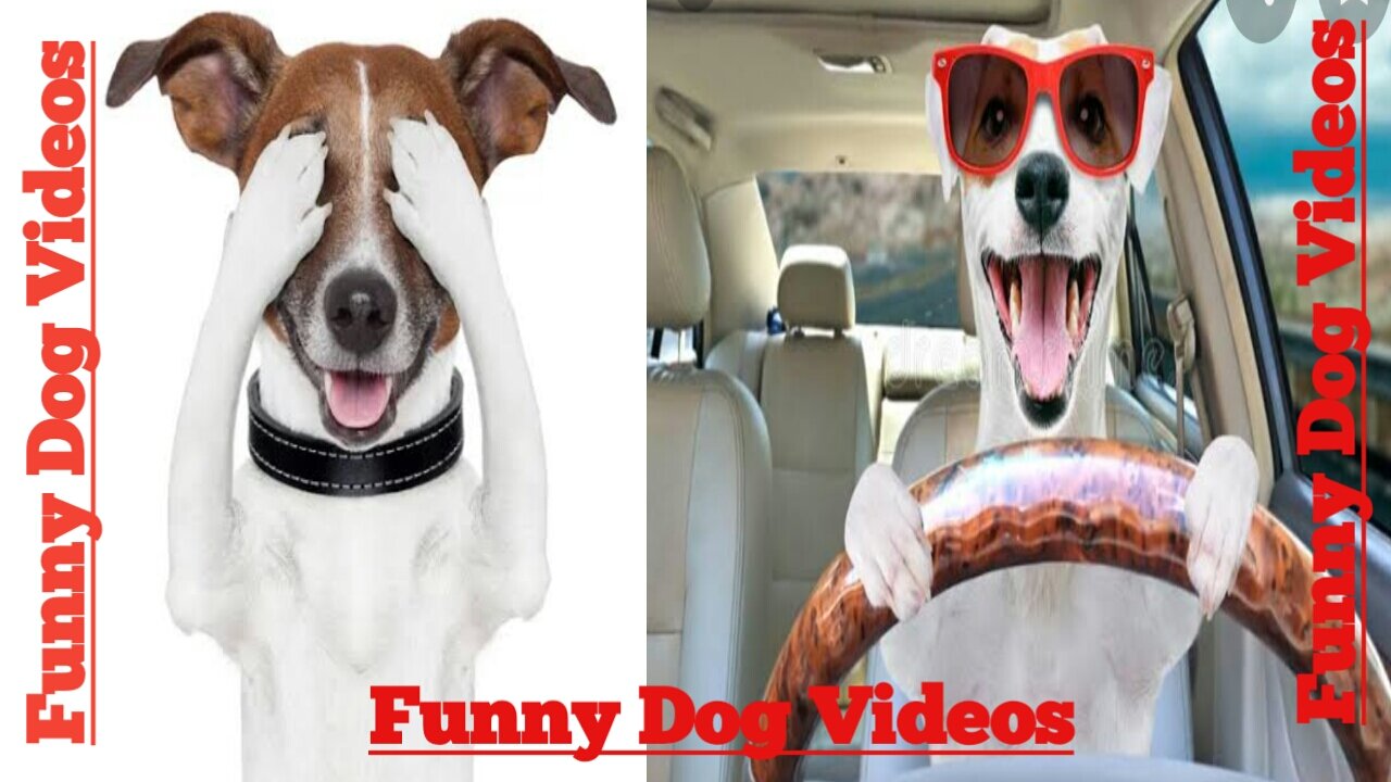 Funny dog video.Dog funny video.Funny and cute puppy video.Lovely and cute baby dog video.