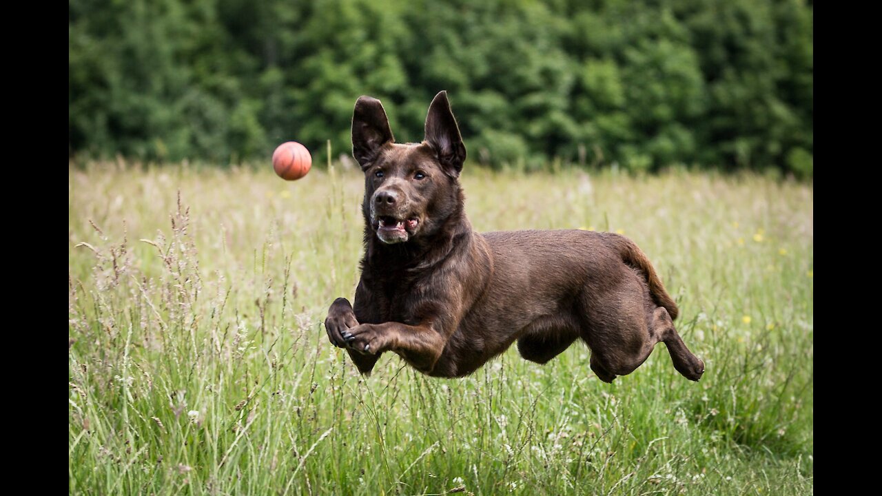 Dogs That Fly - Dogs Show Their Jumping Agility