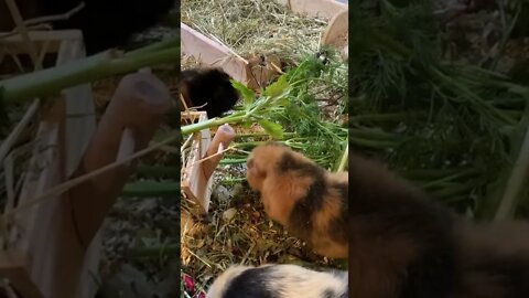 Guinea pigs and some greens 🥬