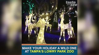 Christmas in the Wild at Tampa's Lowry Park Zoo | Taste and See Tampa Bay