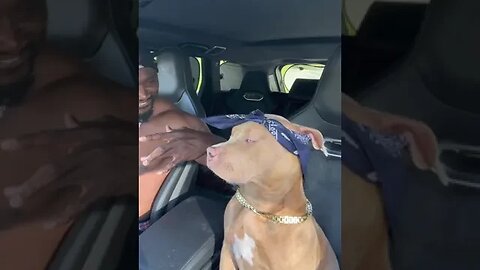 Top G DOGGY