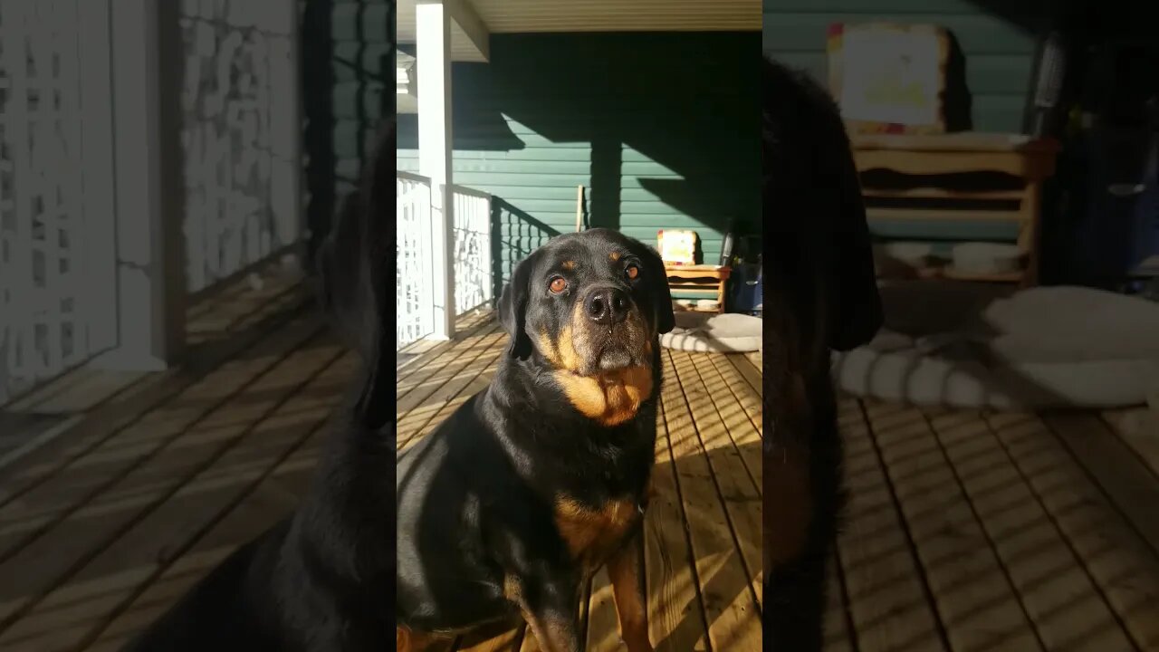 Rottweiler More Than A Feeling!💖💛 #Shorts #rottweiler