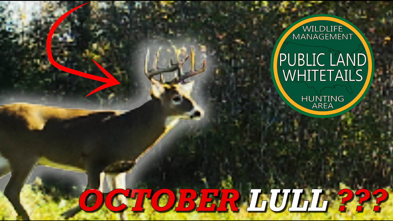 Michigan Whitetails | October lull Deer Hunting | Finding New Bucks | Bow Hunting Doe Management