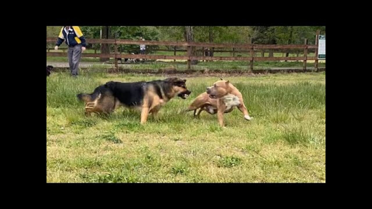 German Shepherd Attacks Pitbull In The Park.