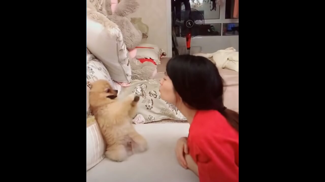 Cute Pets And Funny Animals Compilation-#1
