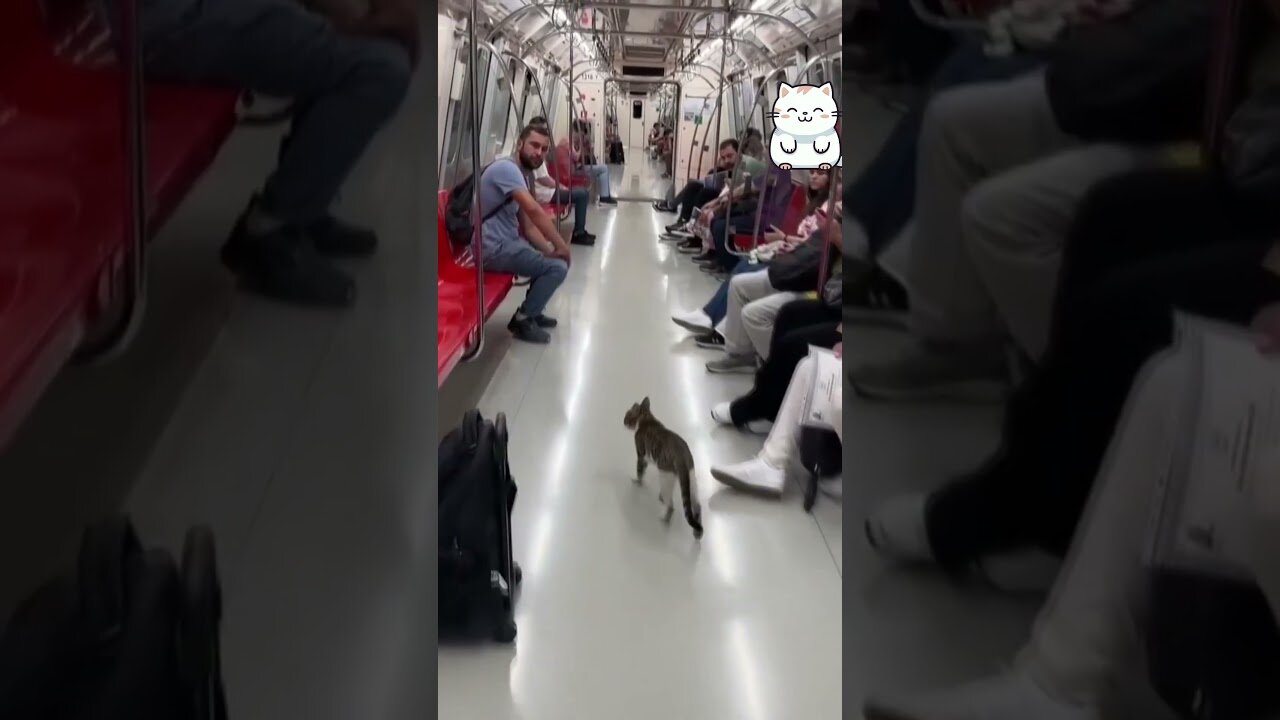 Cute cat. Public transportation in Istanbul.