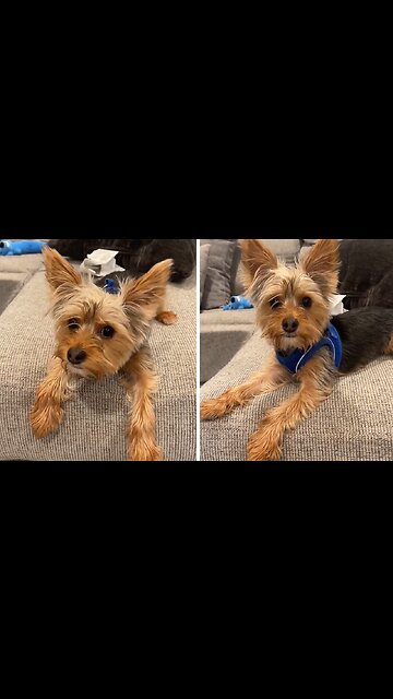 Talkative Yorkie Tells Mom All About His Day