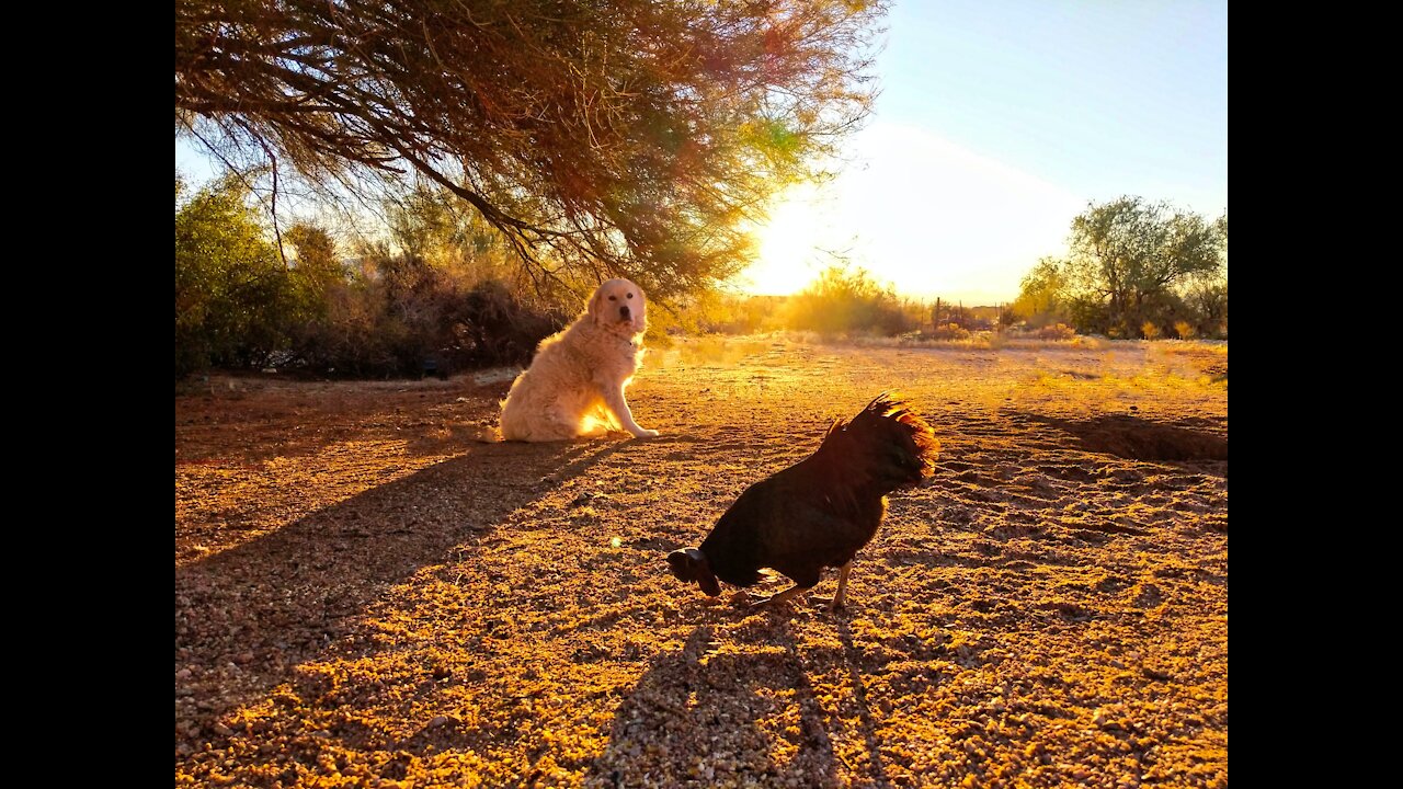 Chicken VS Dog. Watch these chickens go crazy! FUNNY