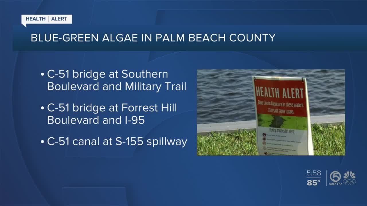 Toxic algae on C-51 canal prompts health alert in Palm Beach County