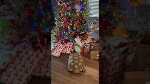 Tortellini Christmas Greetings! #tortoise #sulcata #sulcatatortoise #christmas #shorts