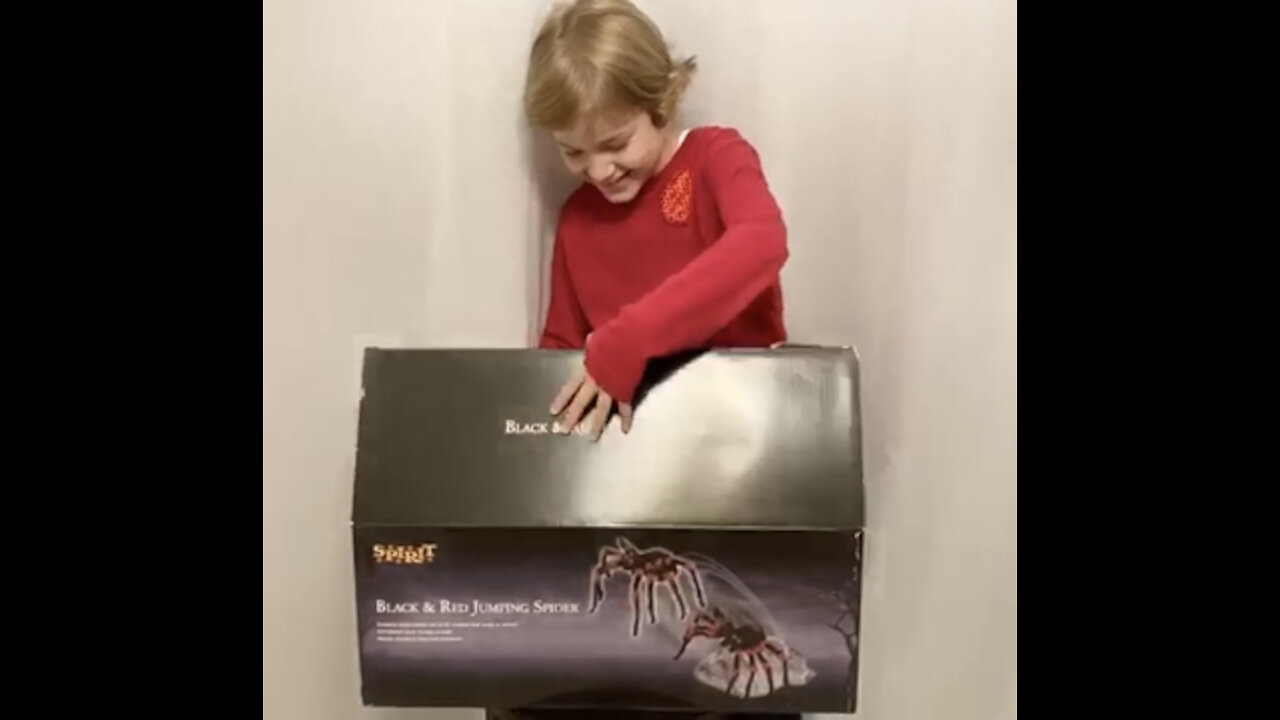 Black and Red Jumping Spider- Unboxing and assembly