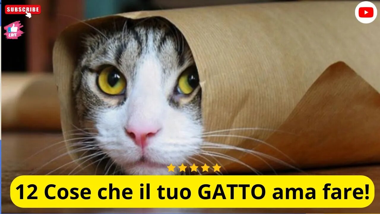 12 Cose che il tuo GATTO ama fare!