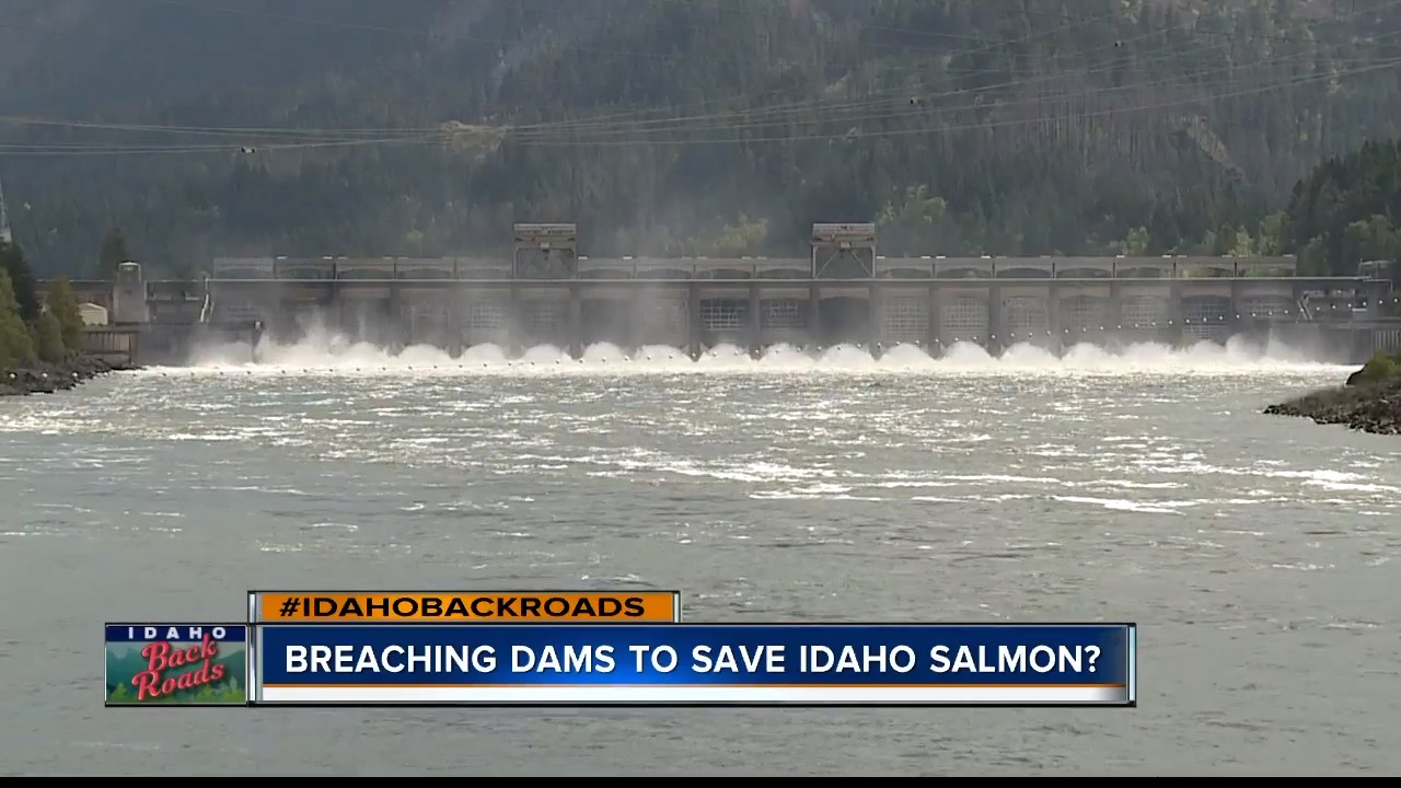 Saving Idaho's Salmon Series.mov