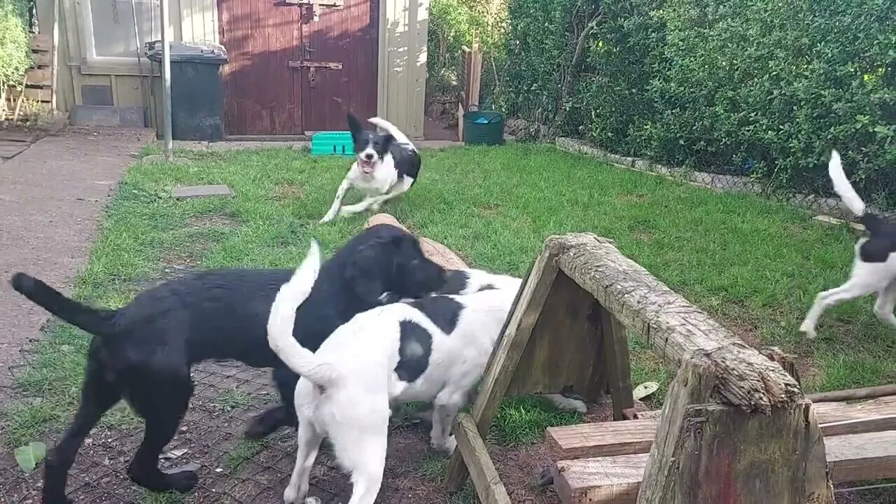 Springador Playing With Her Puppies