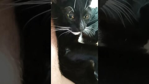 The price kitty's pay #shortsfeed #kitty #kittycat #shortsvideo #youtubeshorts #cat #catshorts