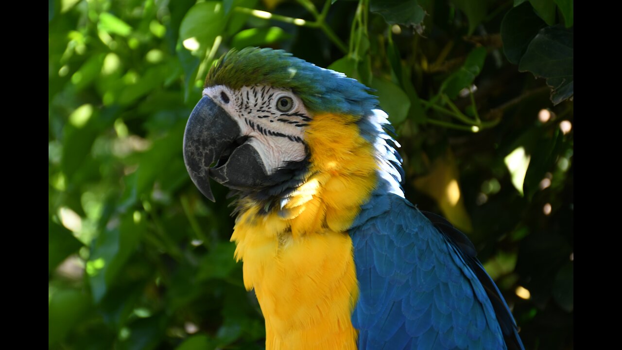 super strong ara parrot opens beer bottles with his beek