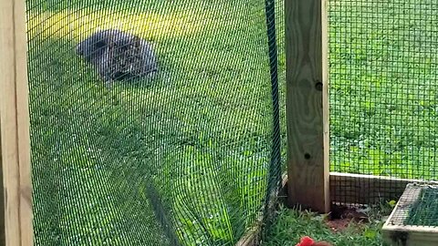 Cat TV and chicken entertainment