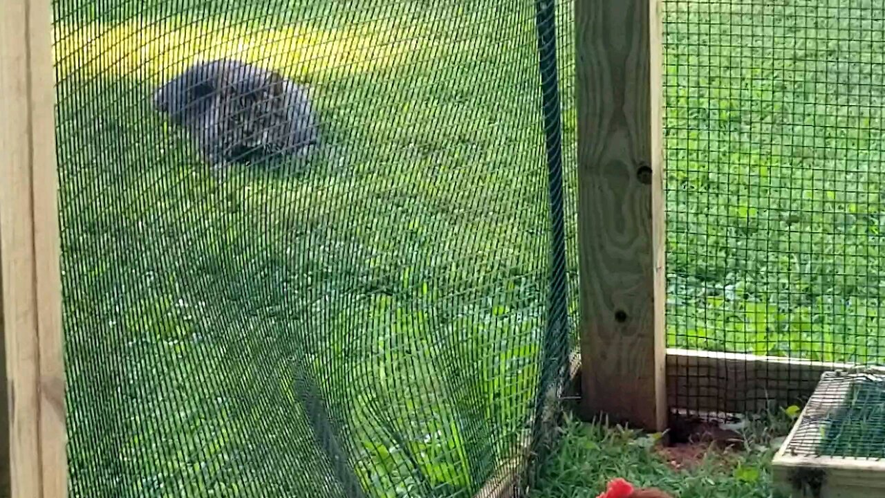 Cat TV and chicken entertainment