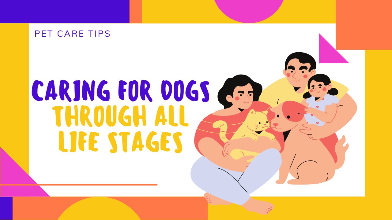 How to Take Care of Your Dogs Through All Life Stages?