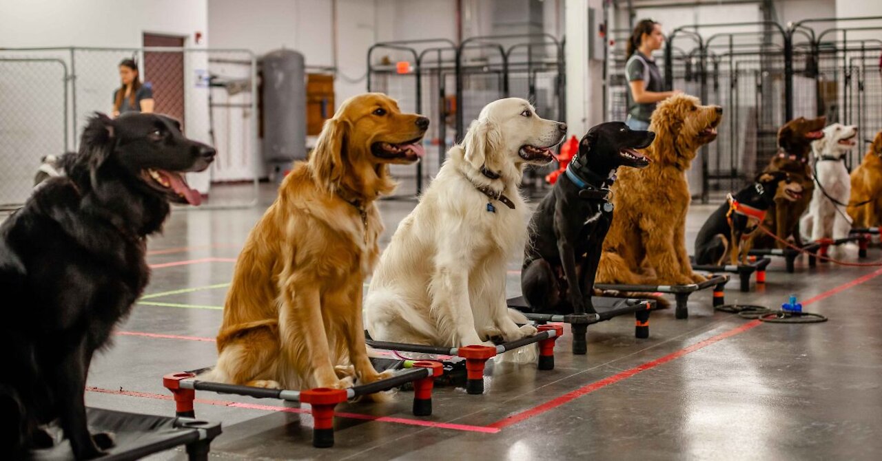 Training Guard Dogs Step by Step