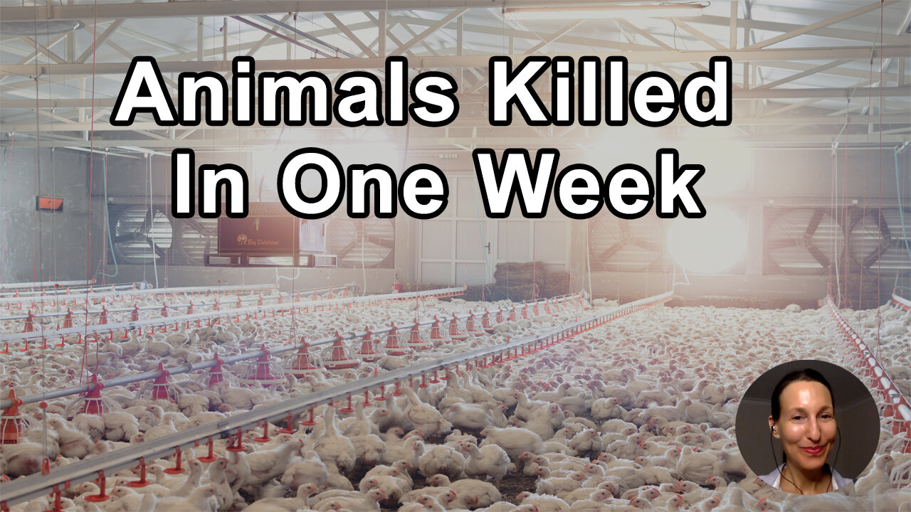 More Animals Killed In One Week Than The Total Number Of People Killed In All Wars Throughout