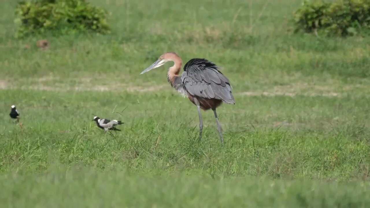 Goliath heron walking in the wetlands of Chobe National Park in Botswana