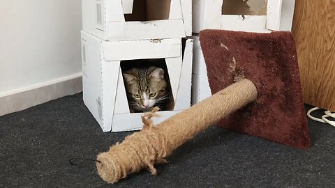 The Cat in the Toy House