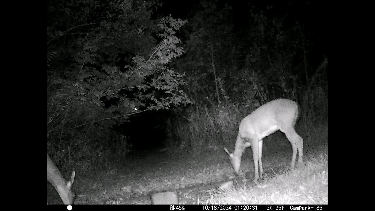 Deer 10-18-2024