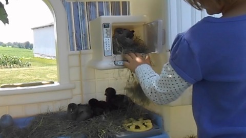 Girl Has A Toy House Full Of Birds!
