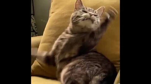 Cat 🐈‍⬛ catches fly