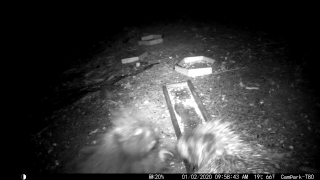 Mom and Baby Porcupine have a little argument