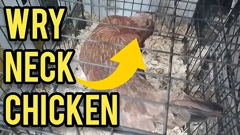 Wry or Crook Neck in Chickens - Ann's Tiny Life and Homestead