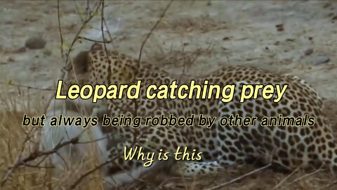 Leopard tries to catch warthog but gets robbed by hyena in brutal way