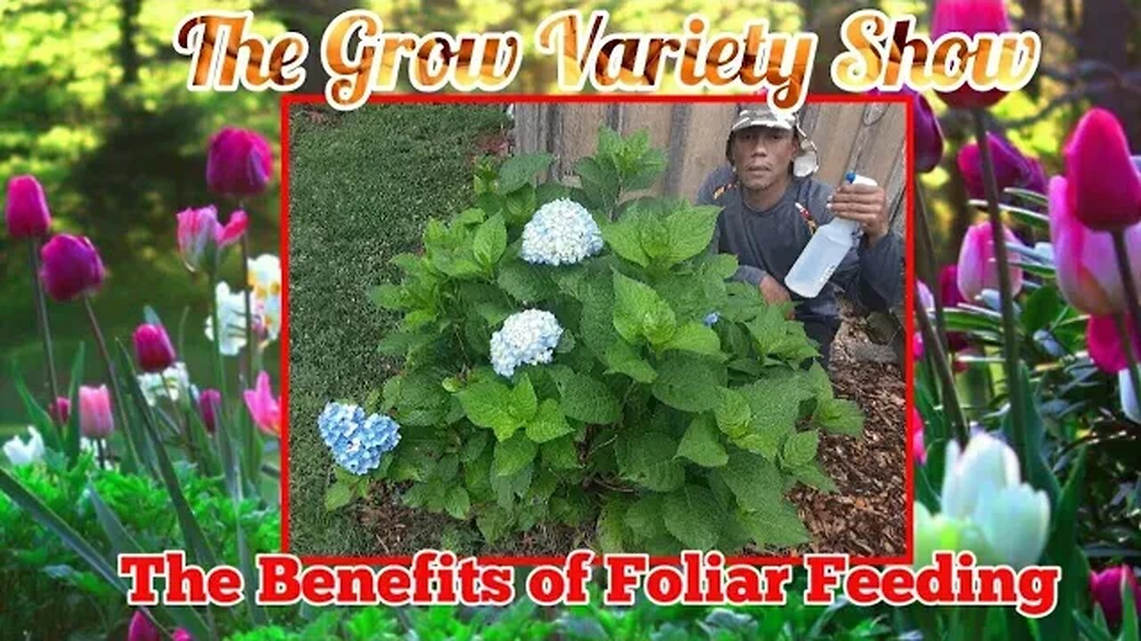 Benefits of Foliar Feeding Your Plants (The Grow Variety Show ep.246)