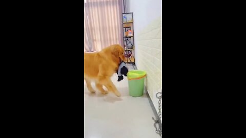 Cute Jealousy of dog | Animals Cute and Funny Videos | Funny and Cute videos