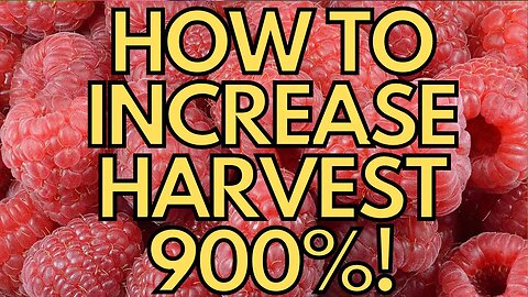 🐦 How To Increase Your Harvest by 900% 🐦