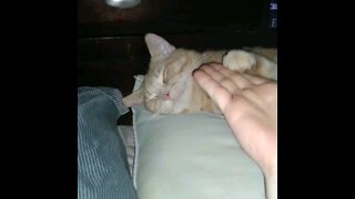 Cat does not give a heck