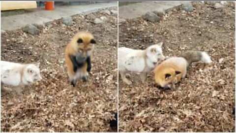 Adorable foxes play on a pile of leaves