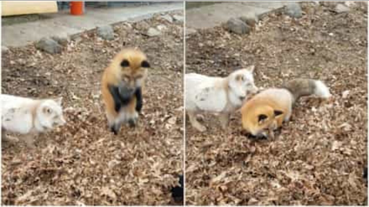 Adorable foxes play on a pile of leaves