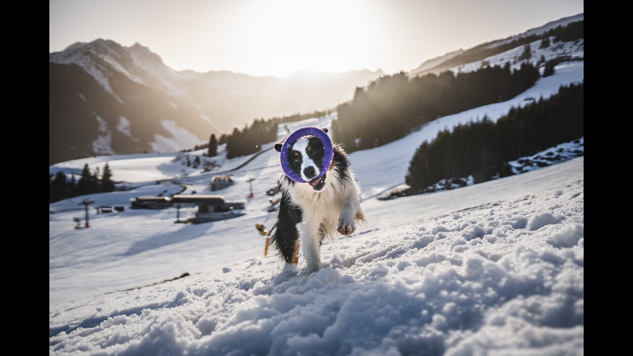 Cute Doge Playing In Snow