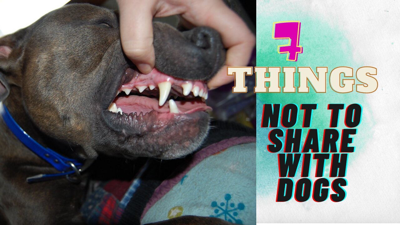 🐕 7 things You Should Never Share With Your Dogs 🐕