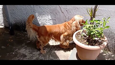 #dogshow , #animals , #dogs