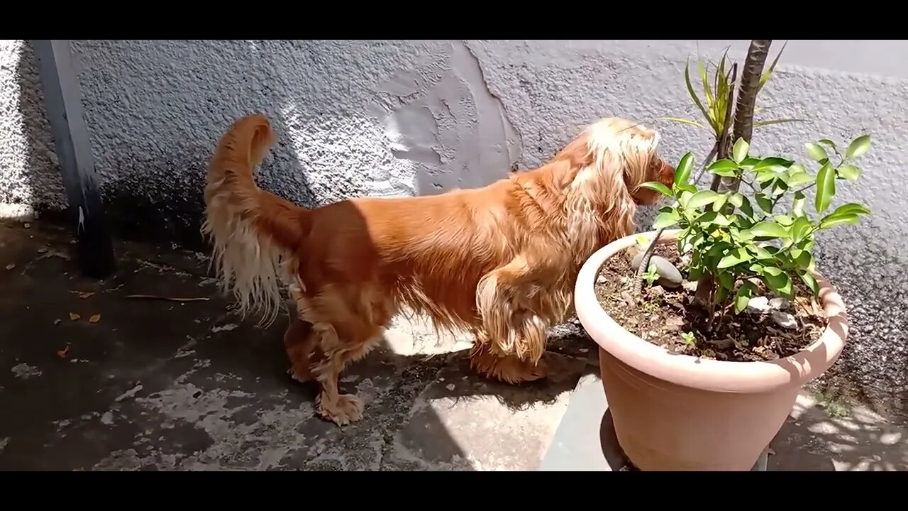 #dogshow , #animals , #dogs