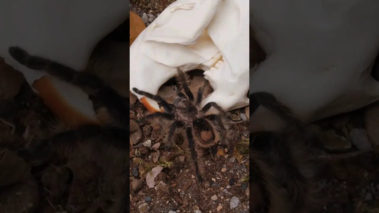 Kira the Curly Hair Tarantula!