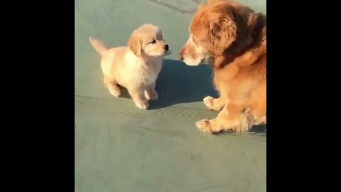 Senior Dog Copies Puppy