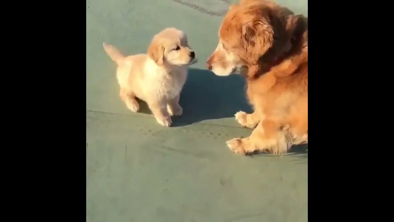Senior Dog Copies Puppy
