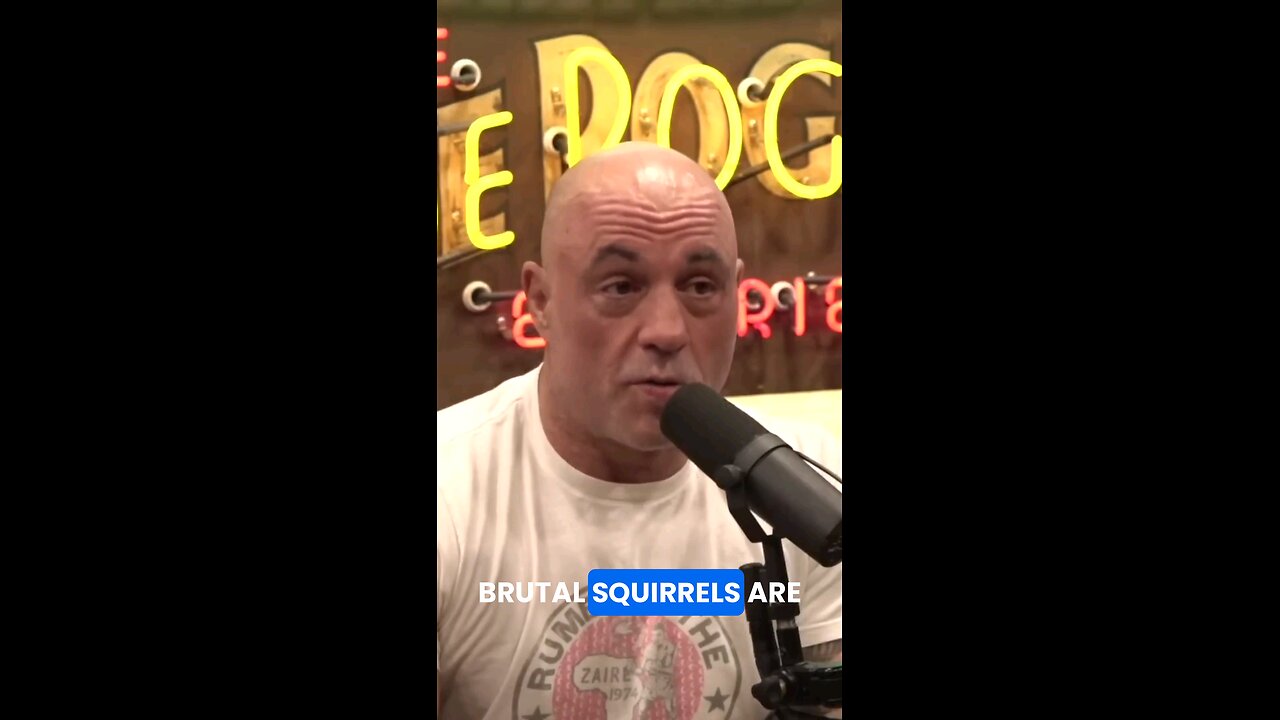 Injustice: Euthanizing Squirrels #joerogan #dog #squirrel