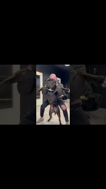 Full body pressure release on bulldog by chiropractor